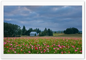 Poppy Field Landscape 4K UHD Wallpaper for Widescreen and UltraWide Desktop, UltraHD TV, Smartphone, Tablet