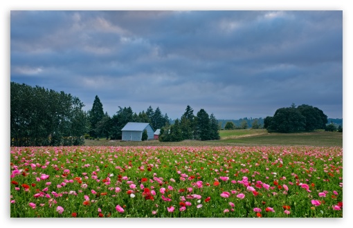 Poppy Field Landscape UltraHD Wallpaper for UHD 16:9 ; HD 16:9 ; UltraWide 21:9 24:10 32:9 32:10 ; Widescreen 16:10 ; Tablet 1:1 ; Mobile 9:16 9:19.5 9:20 9:21 9:22 ; Dual 16:10 16:9 ;