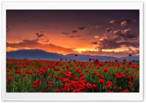 Poppy Field Landscape at  Sunset 4K UHD Wallpaper for Widescreen and UltraWide Desktop, UltraHD TV, Smartphone, Tablet