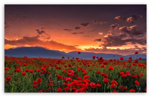 Poppy Field Landscape at  Sunset 4K UHD Wallpaper for Widescreen and UltraWide Desktop, UltraHD TV, Smartphone, Tablet Poppy Field Landscape at  Sunset UltraHD Wallpaper for UHD 16:9 ; HD 16:9 ; UltraWide 21:9 24:10 32:9 32:10 ; Widescreen 16:10 5:3 ; Fullscreen 4:3 5:4 3:2 ; Tablet 1:1 ; Mobile 9:16 9:19.5 9:20 10:16 2:3 3:5 3:4 ; Dual 16:10 5:3 16:9 4:3 5:4 3:2 ;