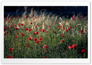 Poppy Field Spain Ultra HD Wallpaper for 4K UHD Widescreen desktop, tablet & smartphone