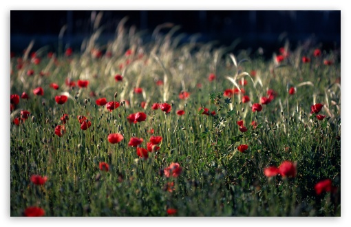 Poppy Field Spain UltraHD Wallpaper for HD 16:9 ; Widescreen 16:10 5:3 ; Fullscreen 4:3 5:4 3:2 ; Tablet 1:1 ; Mobile 3:5 3:4 ; Dual 16:10 5:3 5:4 ;