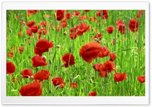 Poppy Field Spring Ultra HD Wallpaper for 4K UHD Widescreen desktop, tablet & smartphone
