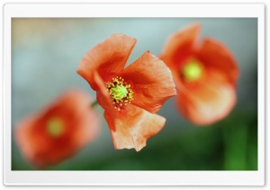 Poppy Flower Focus Ultra HD Wallpaper for 4K UHD Widescreen desktop, tablet & smartphone
