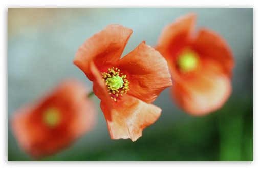 Poppy Flower Focus UltraHD Wallpaper for UHD 16:9 ; HD 16:9 ; Widescreen 16:10 5:3 ; Fullscreen 4:3 5:4 3:2 ; Tablet 1:1 ; Mobile 3:5 3:4 ;