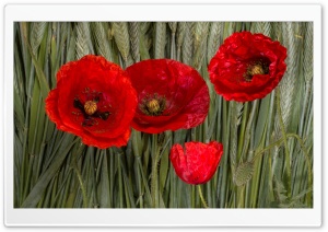Poppy Flowers Ultra HD Wallpaper for 4K UHD Widescreen desktop, tablet & smartphone