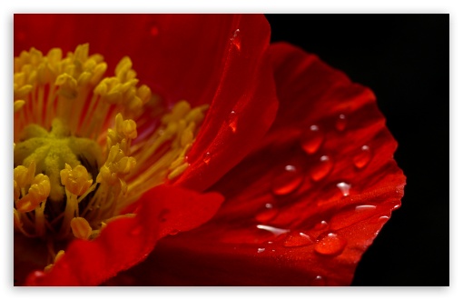 Poppy Macro UltraHD Wallpaper for HD 16:9 ; Widescreen 16:10 5:3 ; Fullscreen 4:3 5:4 3:2 ; Tablet 1:1 ; Mobile 3:4 ;