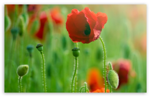 Poppy Macro UltraHD Wallpaper for 8K UHD TV 16:9 Ultra High Definition 2160p 1440p 1080p 900p 720p ; Widescreen 16:10 5:3 WHXGA WQXGA WUXGA WXGA WGA ; Fullscreen 4:3 5:4 3:2 UXGA XGA SVGA QSXGA SXGA DVGA HVGA HQVGA ( Apple PowerBook G4 iPhone 4 3G 3GS iPod Touch ) ; Tablet 1:1 ; Mobile 3:5 3:4 - ;