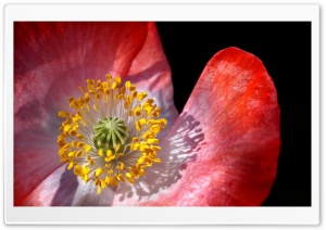 Poppy Macro Ultra HD Wallpaper for 4K UHD Widescreen desktop, tablet & smartphone