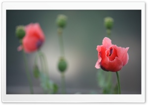 Poppy Photography Ultra HD Wallpaper for 4K UHD Widescreen desktop, tablet & smartphone