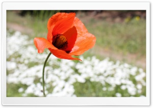 Poppy Seed Flower Ultra HD Wallpaper for 4K UHD Widescreen desktop, tablet & smartphone