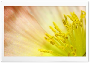 Poppy Yellow Stamens Ultra HD Wallpaper for 4K UHD Widescreen desktop, tablet & smartphone