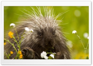 Porcupine And Wildflowers California Ultra HD Wallpaper for 4K UHD Widescreen desktop, tablet & smartphone