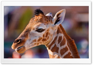 Portrait of a Baby Giraffe Ultra HD Wallpaper for 4K UHD Widescreen desktop, tablet & smartphone