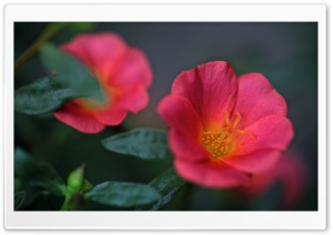 Portulaca Flowers Ultra HD Wallpaper for 4K UHD Widescreen desktop, tablet & smartphone
