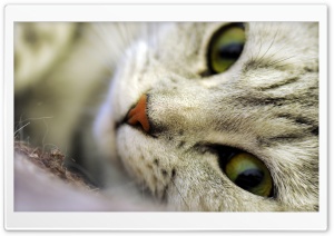 Posing Cat Ultra HD Wallpaper for 4K UHD Widescreen desktop, tablet & smartphone