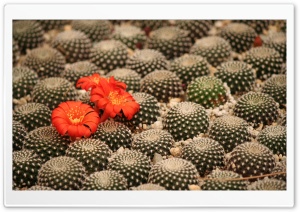 Potted Cactus Ultra HD Wallpaper for 4K UHD Widescreen desktop, tablet & smartphone