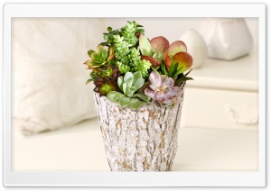 Potted Succulent Garden Ultra HD Wallpaper for 4K UHD Widescreen desktop, tablet & smartphone