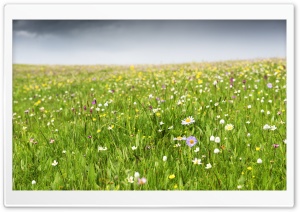 Prairie Summer Flowers Ultra HD Wallpaper for 4K UHD Widescreen desktop, tablet & smartphone