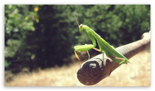 Mantis wallpapers - backiee