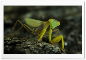 Praying Mantis, Nature Ultra HD Wallpaper for 4K UHD Widescreen desktop, tablet & smartphone
