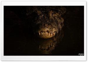 Predator, Caiman, Stealth, Amazon Rainforest, River, Nocturnal, Habitat 4K UHD Wallpaper for Widescreen and UltraWide Desktop, UltraHD TV, Smartphone, Tablet