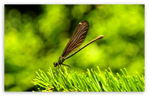 Pretty Dragonfly UltraHD Wallpaper for Wide 16:10 5:3 Widescreen WHXGA WQXGA WUXGA WXGA WGA ; 8K UHD TV 16:9 Ultra High Definition 2160p 1440p 1080p 900p 720p ; Standard 4:3 5:4 3:2 Fullscreen UXGA XGA SVGA QSXGA SXGA DVGA HVGA HQVGA ( Apple PowerBook G4 iPhone 4 3G 3GS iPod Touch ) ; Tablet 1:1 ; iPad 1/2/Mini ; Mobile 4:3 5:3 3:2 16:9 5:4 - UXGA XGA SVGA WGA DVGA HVGA HQVGA ( Apple PowerBook G4 iPhone 4 3G 3GS iPod Touch ) 2160p 1440p 1080p 900p 720p QSXGA SXGA ;