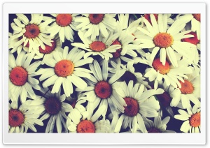 Pretty Flowers Ultra HD Wallpaper for 4K UHD Widescreen desktop, tablet & smartphone