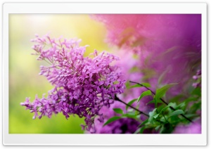 Pretty Lilac Flowers 4K UHD Wallpaper for Widescreen and UltraWide Desktop, UltraHD TV, Smartphone, Tablet
