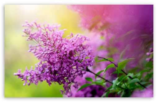 Pretty Lilac Flowers UltraHD Wallpaper for UHD 16:9 ; HD 16:9 ; UltraWide 21:9 24:10 ; Widescreen 16:10 5:3 ; Fullscreen 4:3 5:4 3:2 ; Tablet 1:1 ;