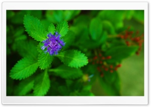 Pretty Purple Flower Ultra HD Wallpaper for 4K UHD Widescreen desktop, tablet & smartphone