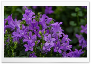 Pretty Purple Flowers Ultra HD Wallpaper for 4K UHD Widescreen desktop, tablet & smartphone
