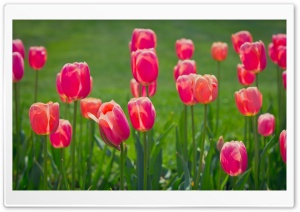 Pretty Tulips Flowers Ultra HD Wallpaper for 4K UHD Widescreen desktop, tablet & smartphone