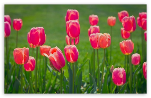 Pretty Tulips Flowers UltraHD Wallpaper for UHD 16:9 2160p 1440p 1080p 900p 720p ; 8K UHD TV 16:9 Ultra High Definition 2160p 1440p 1080p 900p 720p ; UltraWide 32:9 32:10 ; Widescreen 16:10 5:3 WHXGA WQXGA WUXGA WXGA WGA ; Fullscreen 4:3 5:4 3:2 UXGA XGA SVGA QSXGA SXGA DVGA HVGA HQVGA ( Apple PowerBook G4 iPhone 4 3G 3GS iPod Touch ) ; Tablet 1:1 ; Mobile 3:5 3:4 - ; Dual 16:10 5:3 16:9 4:3 5:4 WHXGA WQXGA WUXGA WXGA WGA 2160p 1440p 1080p 900p 720p UXGA XGA SVGA QSXGA SXGA ;