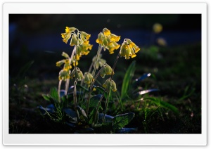 Primula Veris Flowers Ultra HD Wallpaper for 4K UHD Widescreen desktop, tablet & smartphone