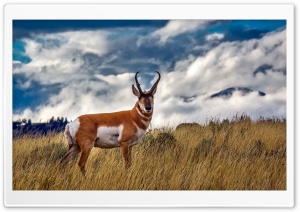 Pronghorn Antelope Ultra HD Wallpaper for 4K UHD Widescreen desktop, tablet & smartphone