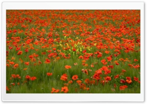 Provence in Bloom Ultra HD Wallpaper for 4K UHD Widescreen desktop, tablet & smartphone