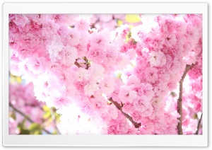 Prunus Flowers Ultra HD Wallpaper for 4K UHD Widescreen desktop, tablet & smartphone
