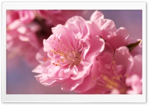Prunus Flowers Macro Ultra HD Wallpaper for 4K UHD Widescreen desktop, tablet & smartphone