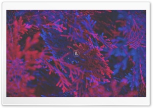 Psicodelia 2 Ultra HD Wallpaper for 4K UHD Widescreen desktop, tablet & smartphone