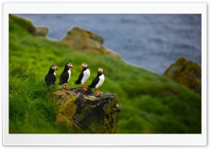 Puffins On Stone Ultra HD Wallpaper for 4K UHD Widescreen Desktop, Lockscreen, Screensaver, TV, Tablet, Smartphone