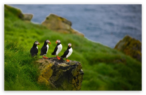 Puffins On Stone UltraHD Wallpaper for HD 16:9 ; Widescreen 16:10 5:3 ; Fullscreen 4:3 5:4 3:2 ; Tablet 1:1 ;