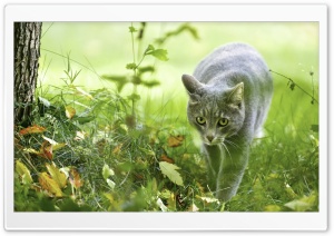 Puffy Grey Cat Ultra HD Wallpaper for 4K UHD Widescreen desktop, tablet & smartphone
