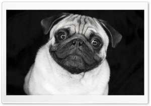 Pug In Black And White Ultra HD Wallpaper for 4K UHD Widescreen desktop, tablet & smartphone
