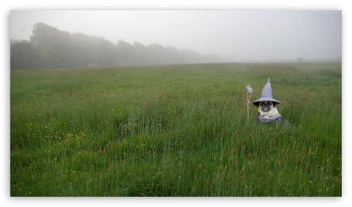 Pug_Wizard 4K UHD Wallpaper for UltraHD Desktop and TV : Smartphone and ...