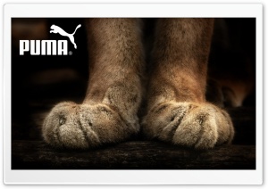 Puma Ultra HD Wallpaper for 4K UHD Widescreen desktop, tablet & smartphone