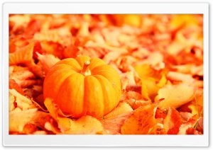 Pumpkin And Autumn Leaves Ultra HD Wallpaper for 4K UHD Widescreen desktop, tablet & smartphone