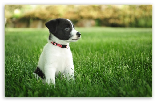 Puppy UltraHD Wallpaper for Wide 16:10 5:3 Widescreen WHXGA WQXGA WUXGA WXGA WGA ; UltraWide 21:9 24:10 ; 8K UHD TV 16:9 Ultra High Definition 2160p 1440p 1080p 900p 720p ; UHD 16:9 2160p 1440p 1080p 900p 720p ; Standard 4:3 5:4 3:2 Fullscreen UXGA XGA SVGA QSXGA SXGA DVGA HVGA HQVGA ( Apple PowerBook G4 iPhone 4 3G 3GS iPod Touch ) ; Smartphone 16:9 3:2 5:3 2160p 1440p 1080p 900p 720p DVGA HVGA HQVGA ( Apple PowerBook G4 iPhone 4 3G 3GS iPod Touch ) WGA ; Tablet 1:1 ; iPad 1/2/Mini ; Mobile 4:3 5:3 3:2 16:9 5:4 - UXGA XGA SVGA WGA DVGA HVGA HQVGA ( Apple PowerBook G4 iPhone 4 3G 3GS iPod Touch ) 2160p 1440p 1080p 900p 720p QSXGA SXGA ;