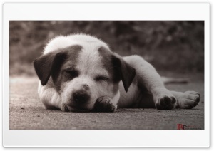 puppy Ultra HD Wallpaper for 4K UHD Widescreen desktop, tablet & smartphone
