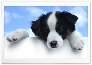 Puppy Ultra HD Wallpaper for 4K UHD Widescreen desktop, tablet & smartphone